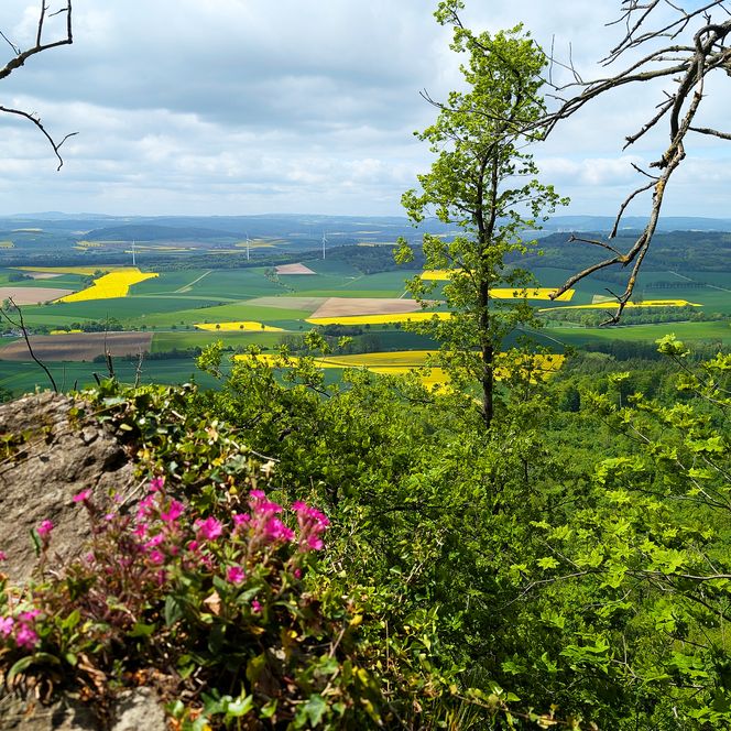 Blick von einem Felsen mit rosa Blüten auf die weite Landschaft des Weserberglands mit grünen und gelben Feldern.