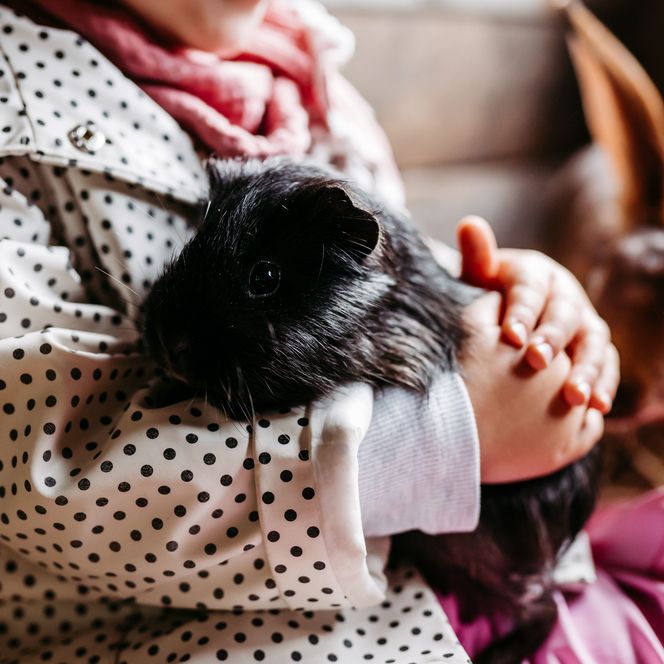 Landhuis Averbeck Dieren