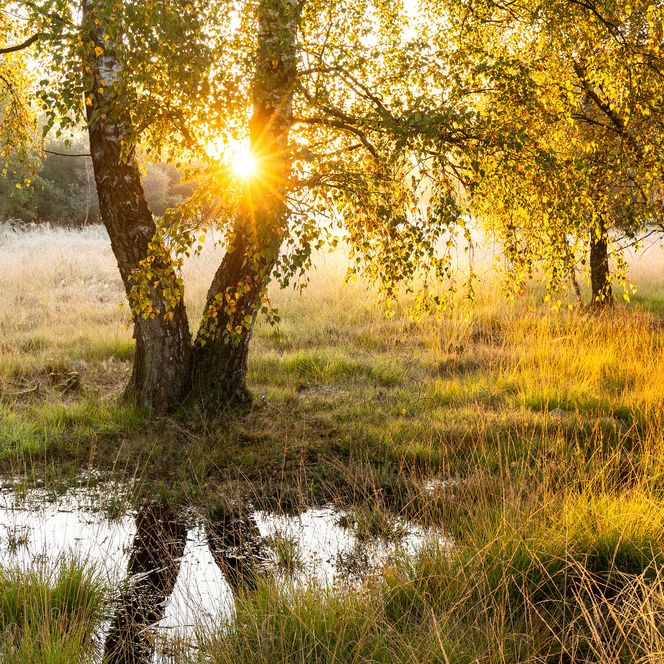 Rundwanderweg im Herbst im Pietzmoor mit der Heideschleife