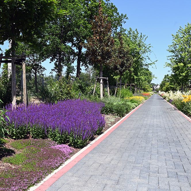 Gepflasterter Weg im Garten, gesäumt von jungen Bäumen, lila Salbei und gelben Blumen.