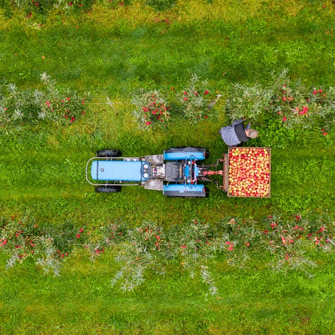 Drohnenbild von einem Apfelhof im Alten Land