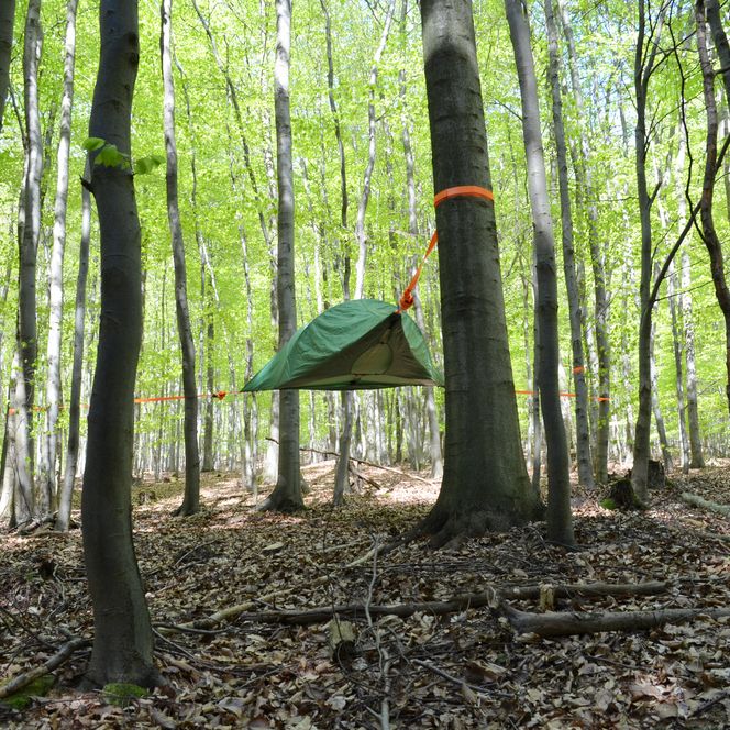 Baumzelt im Wald