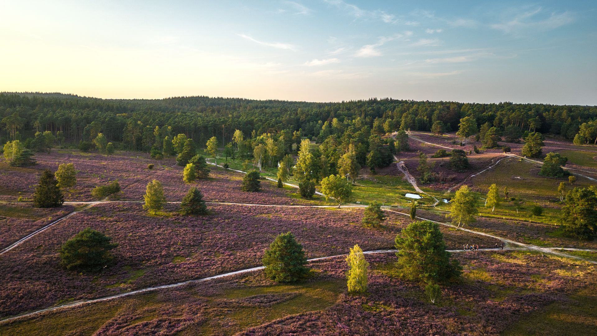 Die blühende Lüneburger Heide 