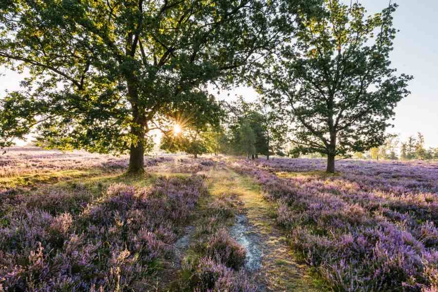 Heidelus Wilseder Berg rondwandelroute