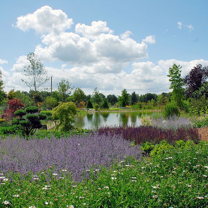 Gartenlandschaft mit Teich, lila Blüten, Bäumen und blauem Wolkenhimmel.