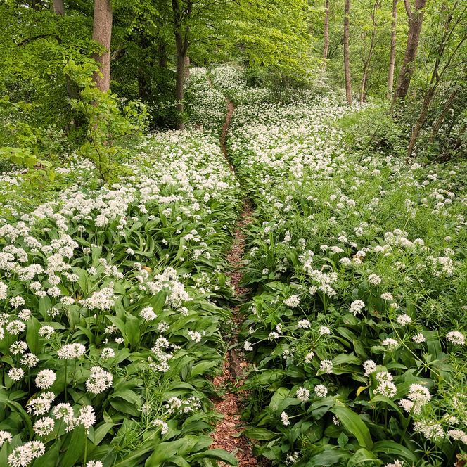 Schmaler Waldpfad auf dem Ith-Hills-Weg, umgeben von einem dichten Teppich aus weiß blühendem Bärlauch.