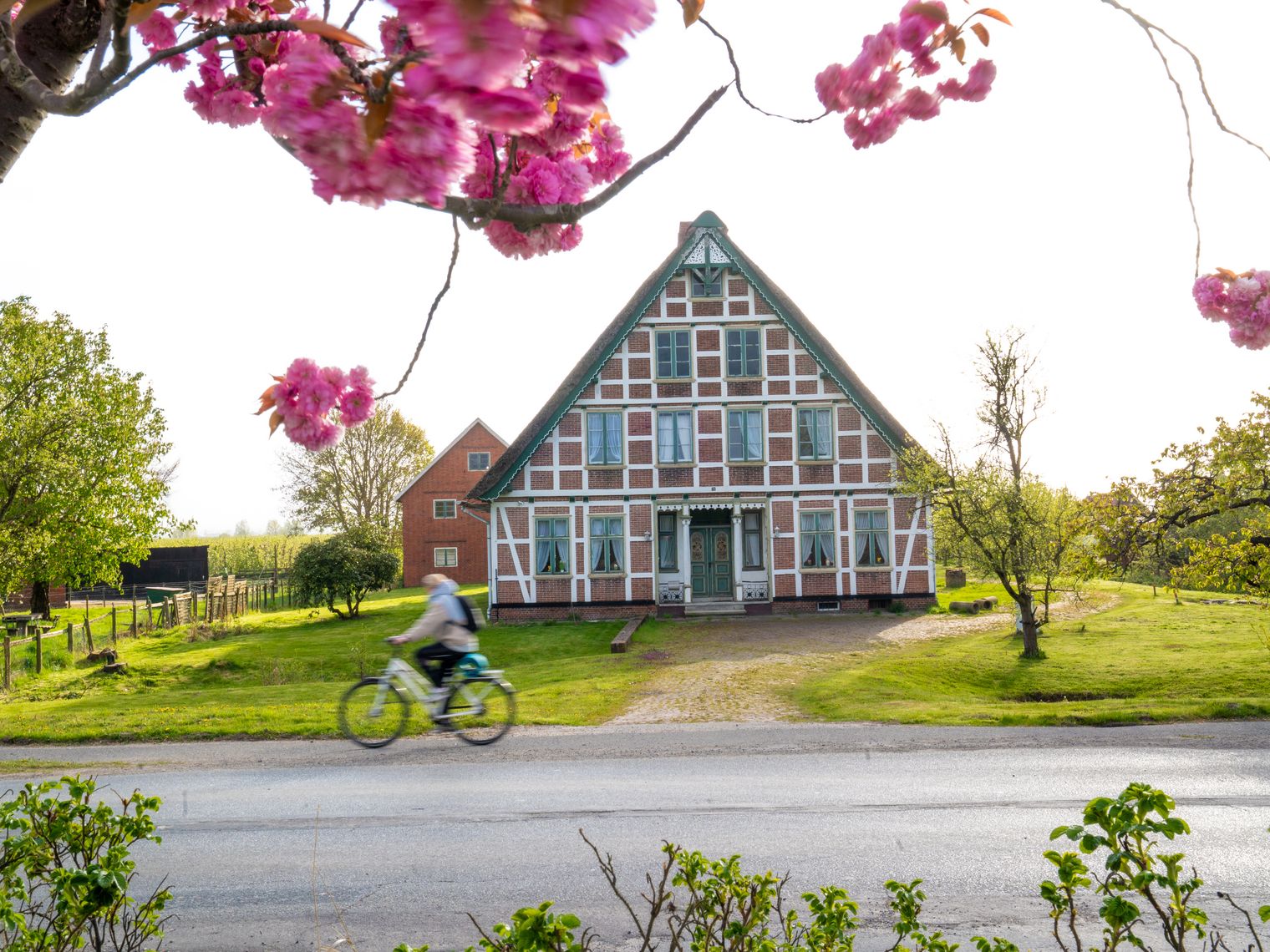 Radfahrer vor einem Fachwerkhaus in Jork, umrahmt von rosa Kirschblüten.