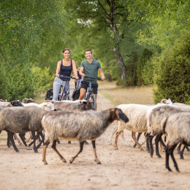 Radfahrer zwischen Heidschnucken in Tiefental bei Hermannsburg