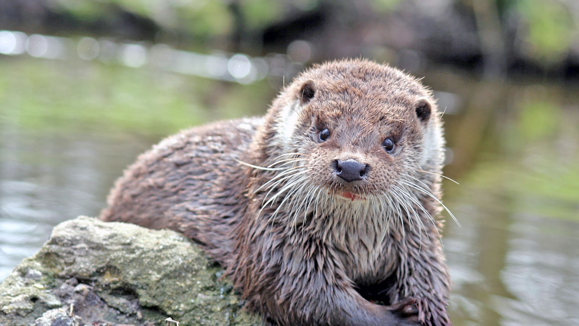 Otter