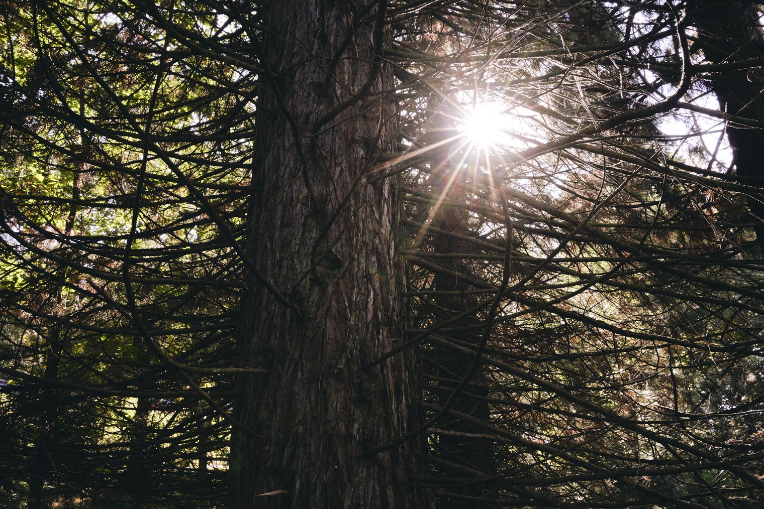 Sonnenlicht im herbstlichen WeltWald Harz