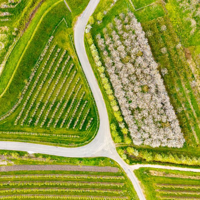 Luftbild einer blühenden Kirschplantage mit Baumreihen an einer Straßenkreuzung.