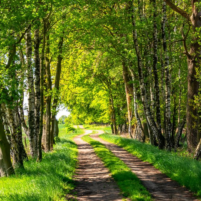 Schaduwrijk wandelgedeelte van de NORDPFADES Federlohmühlen