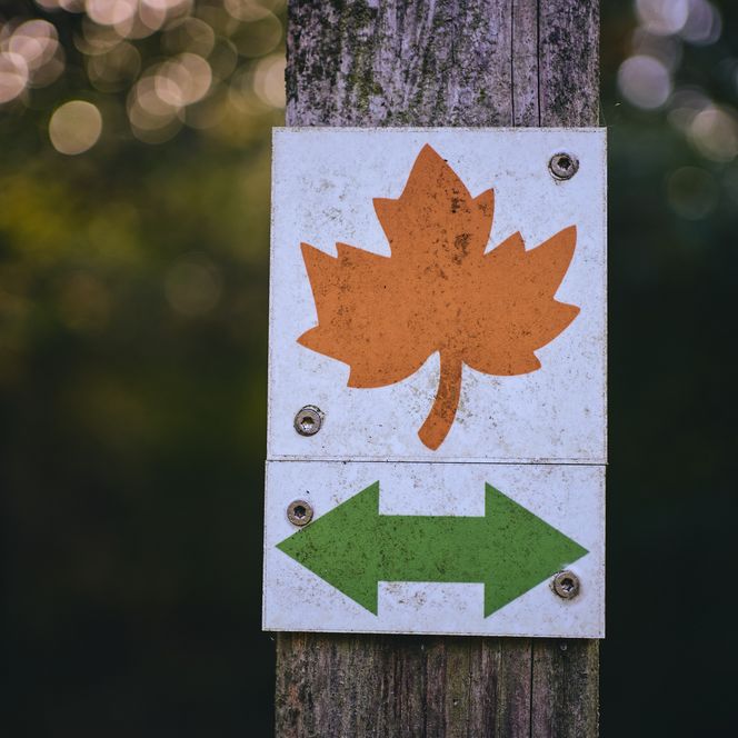 Wegwijzer met esdoornblad in het Harz Wereldbos