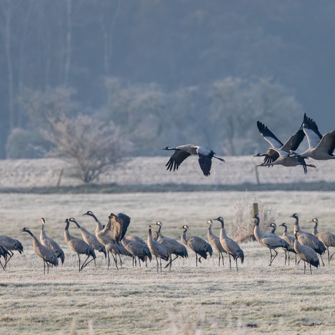 Zugvögel auf einer Wiese