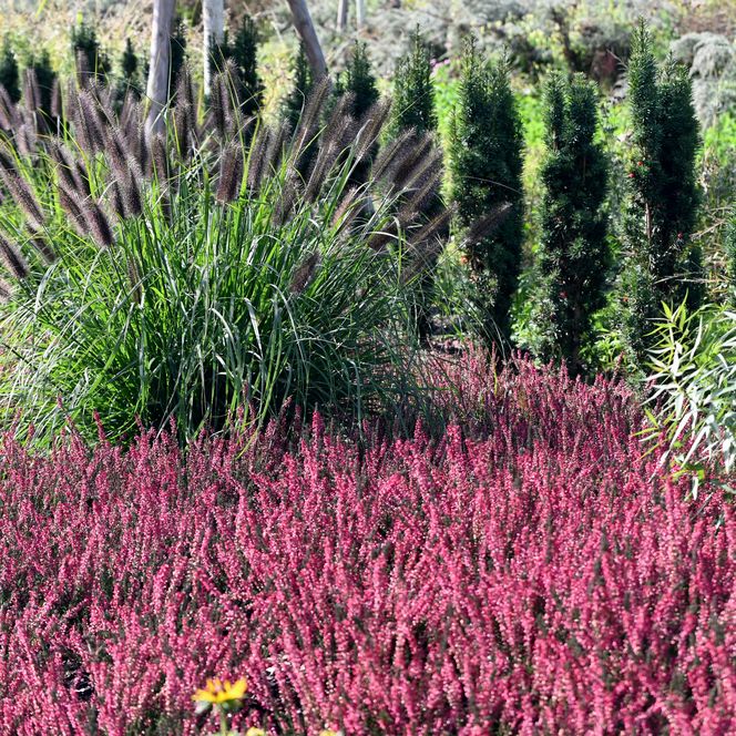 Blühendes Heidebeet mit Lampenputzergras in Opa Ernys Garten