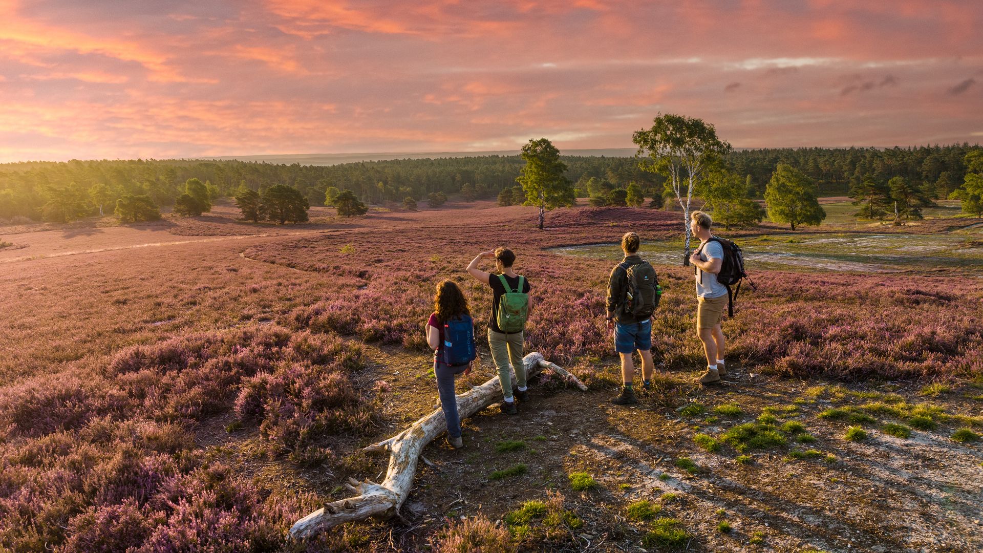 Blick über die Lüneburger Heide