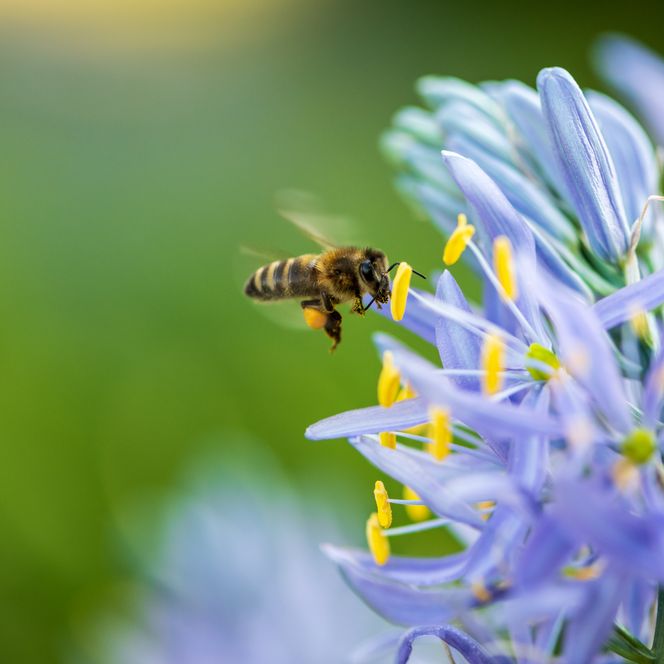 Park der Gärten im Frühling