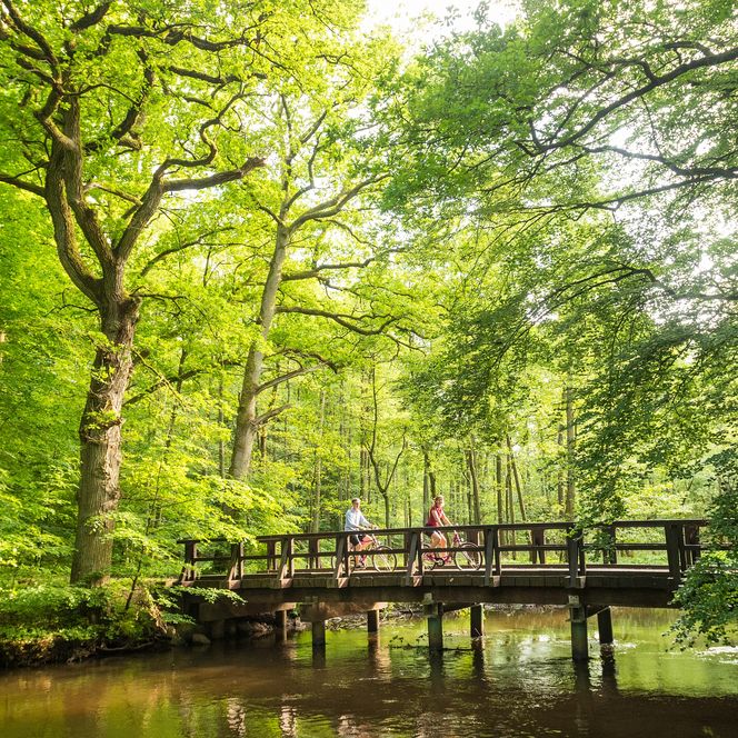 Zwei Radfahrer fahren über eine Holzbrücke über die Ilmenau in einer grünen Waldlandschaft bei Uelzen