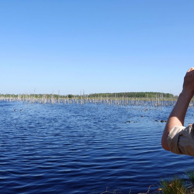 Person mit Fernglas am Ufer des Theikenmeers, blickt über stilles Wasser mit toten Bäumen und Enten.