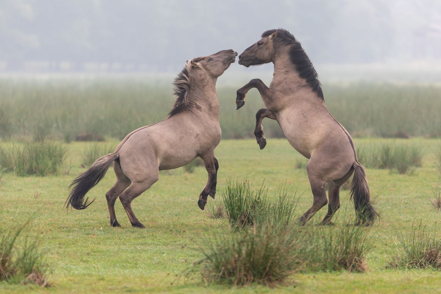 Zwei Pferde spielen auf einer Wiese