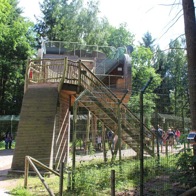 Das Baumhaushotel Tree Inn