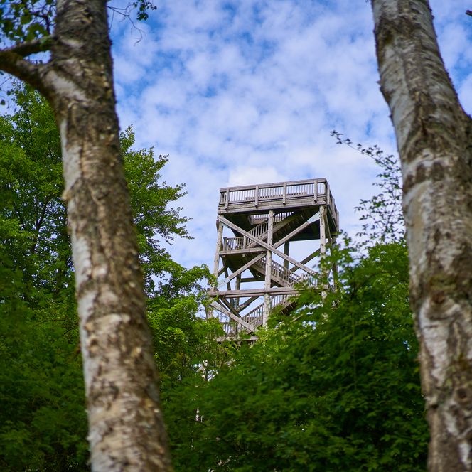 Zwischen zwei Birken ragt ein hölzerner Aussichtsturm vor einem klaren, blauen Himmel hervor.