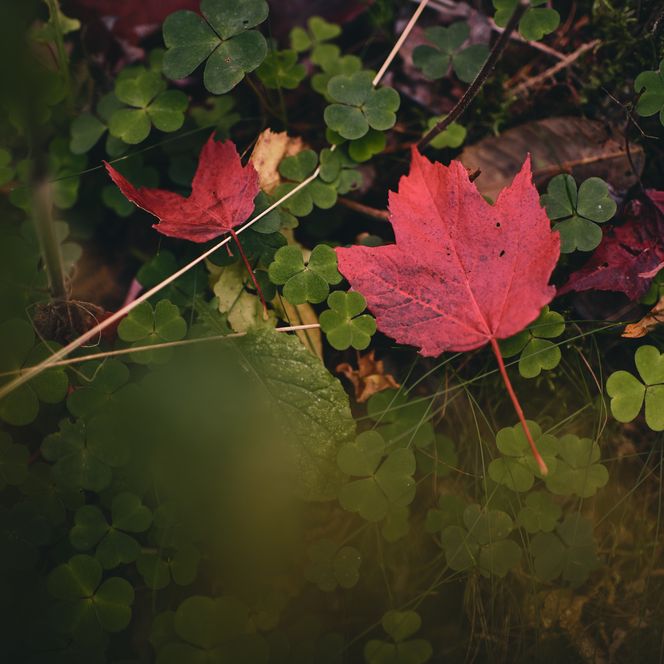 Rood esdoornblad in de herfsttooi van het WeltWald Bad Grund.