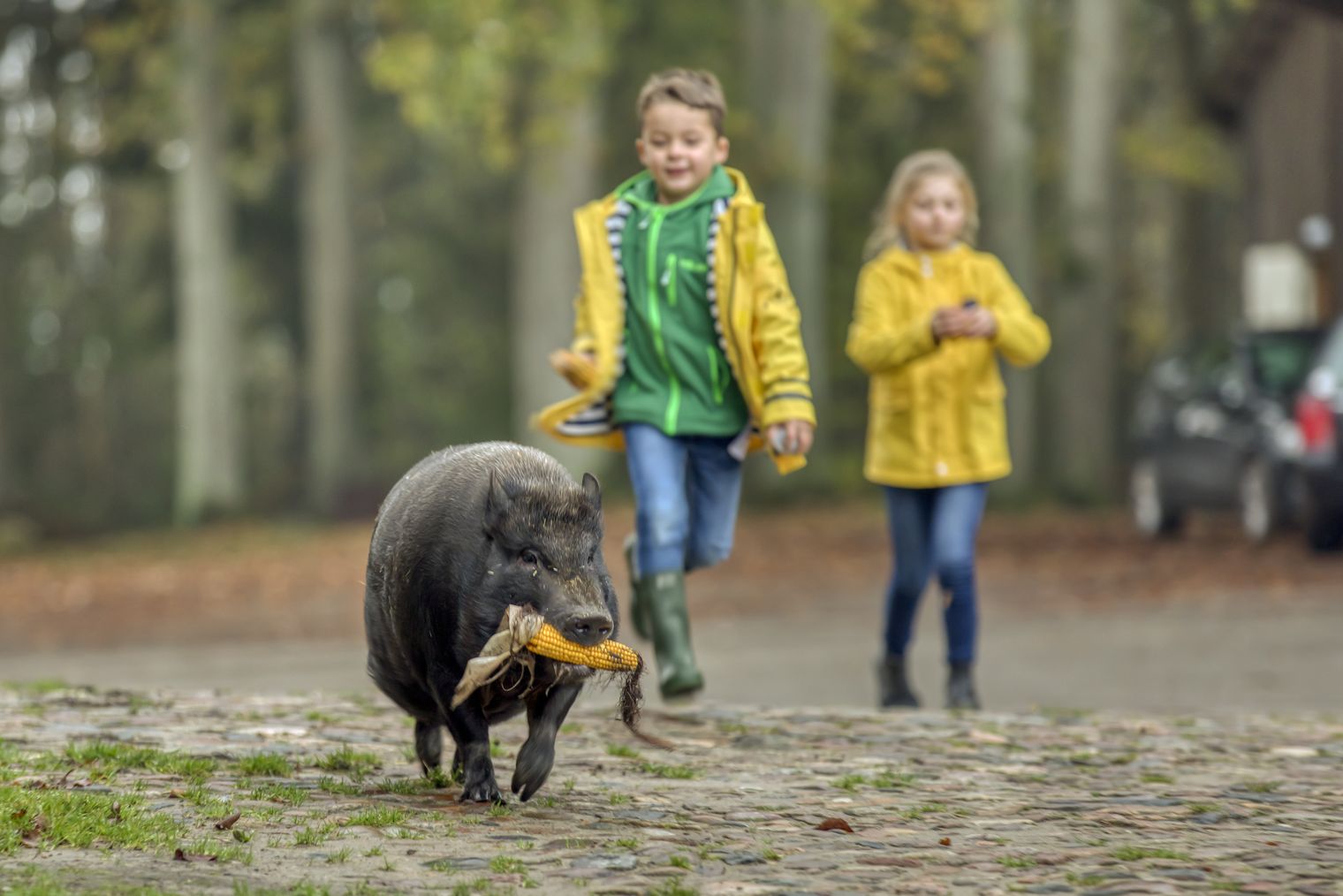Schwein