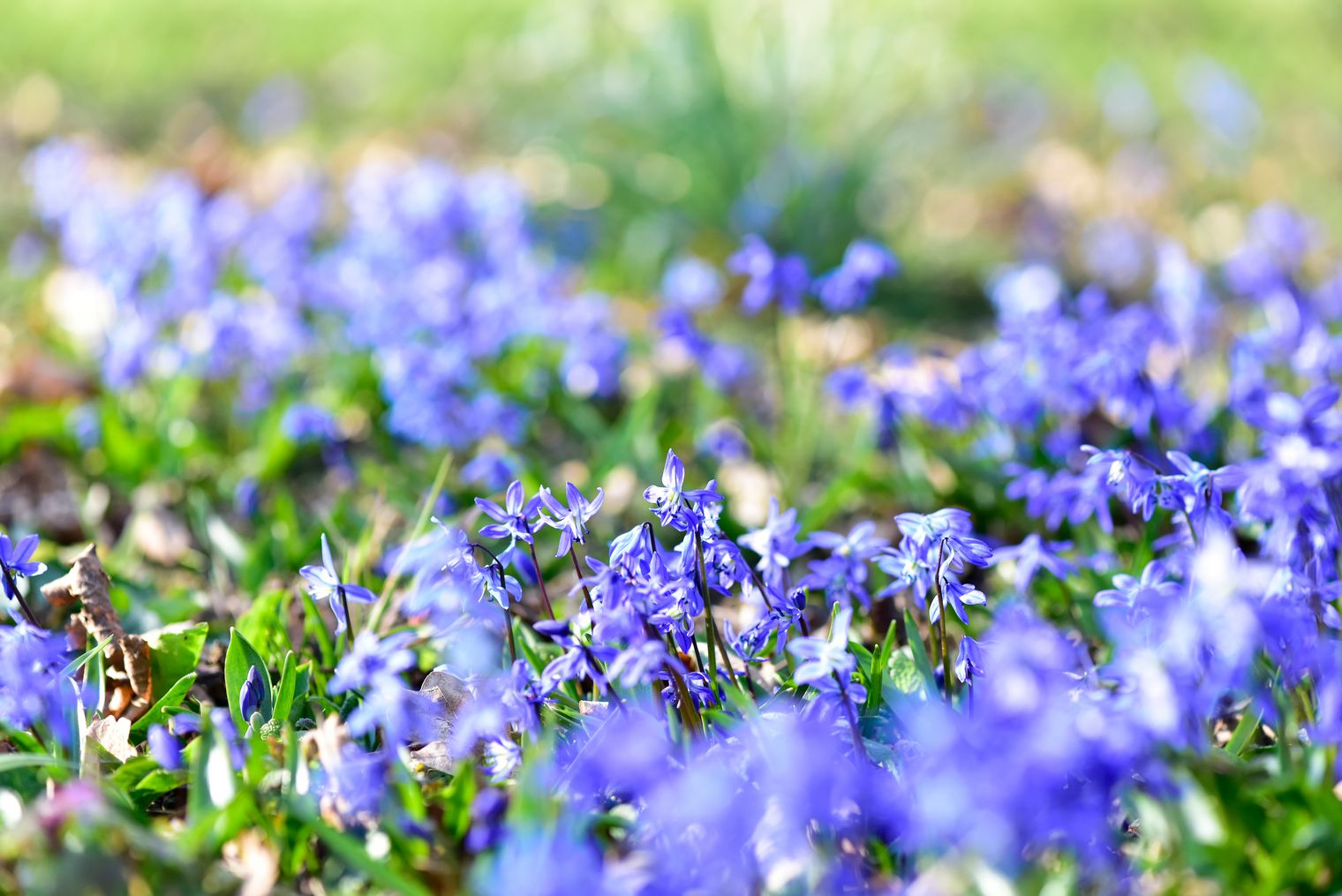 Jedes Frühjahr verwandelt die Scillablüte Hannover in ein beeindruckendes blaues Blütenmeer.