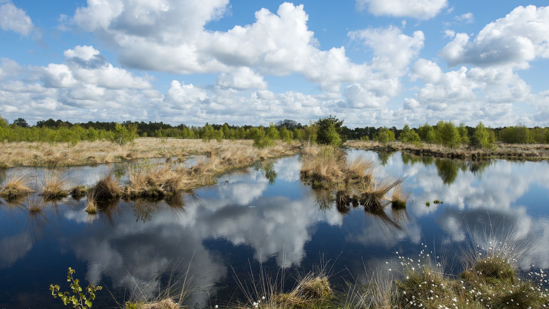 Landschaft Hahnenmoor