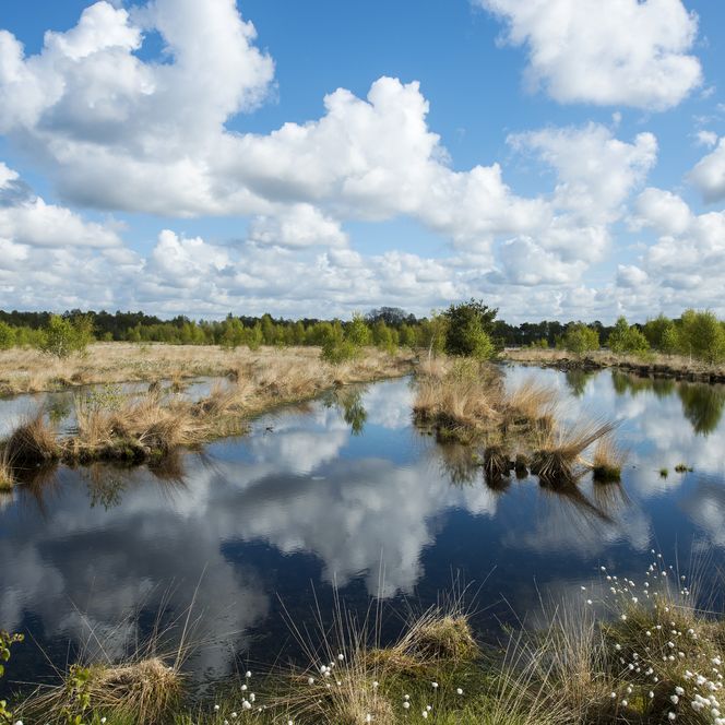 Landschaft Hahnenmoor