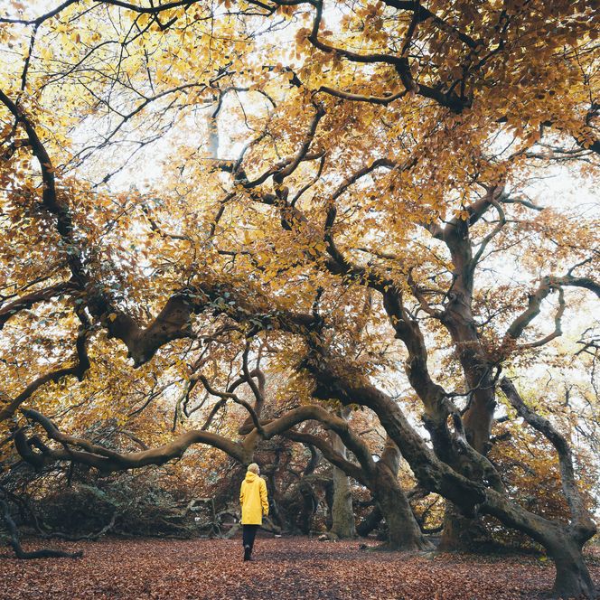Wanderer unter herbstlicher Süntelbuche im Naturpark Weserbergland