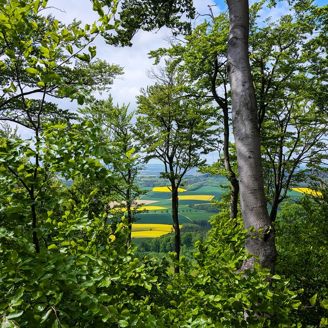 Blick durch grüne Bäume auf die weite Landschaft des Weserberglands mit gelben Rapsfeldern.