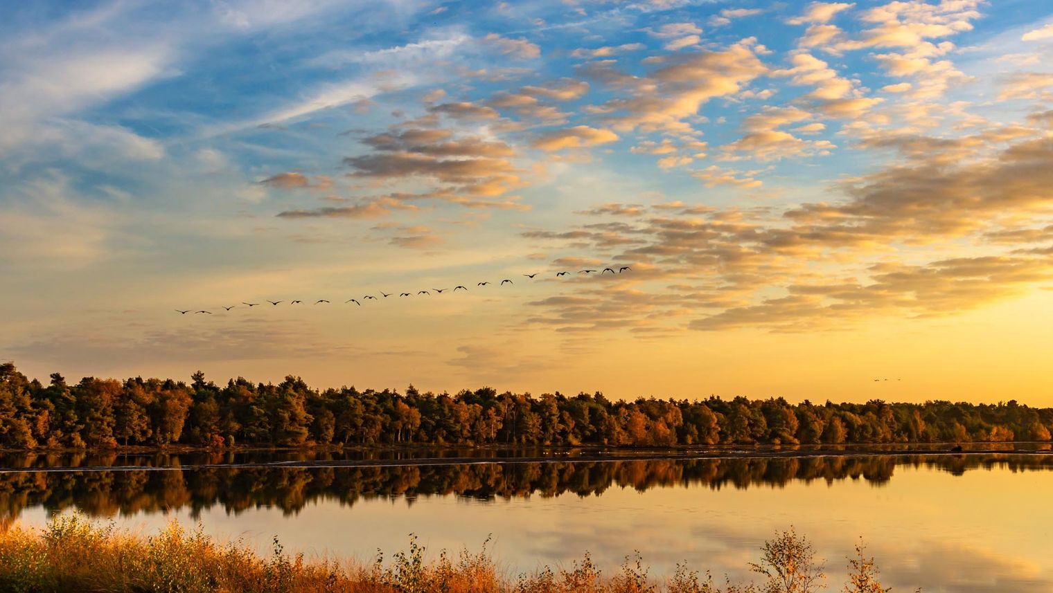 Vogelzug über dem Tister Bauernmoor