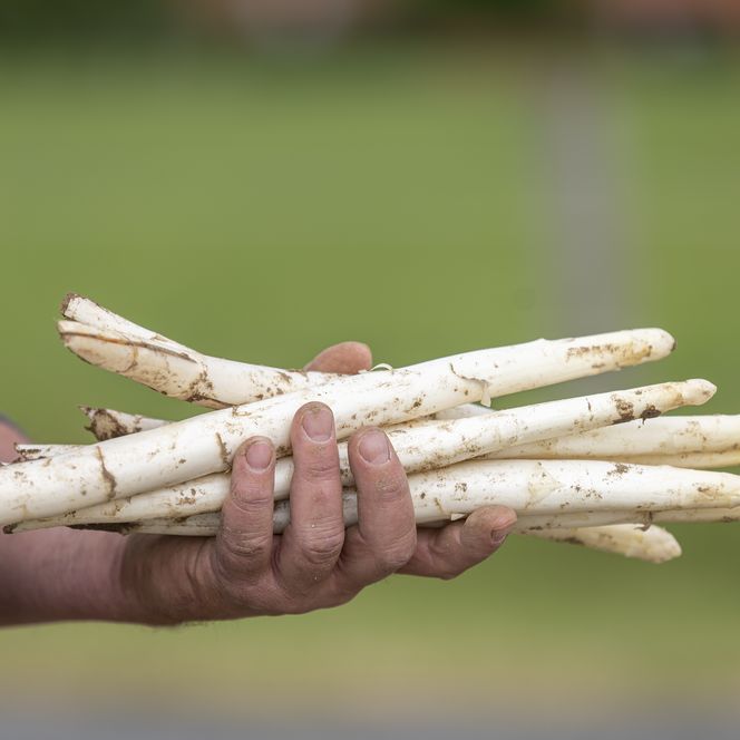 Spargelbauer hält frisch gestochenen weissen Spargel in der Hand.