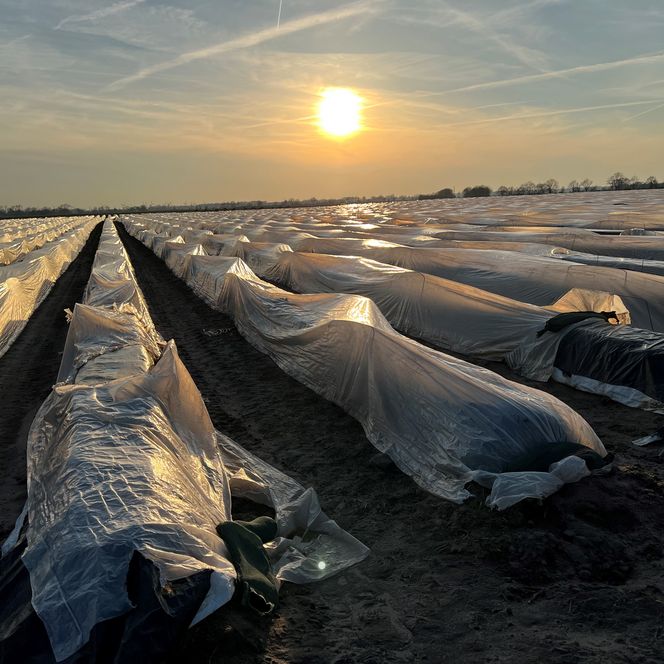 Sonnenuntergang über einem weitläufigen Spargelfeld, bedeckt mit Schutzfolie, mit kargen Bäumen am Horizont.