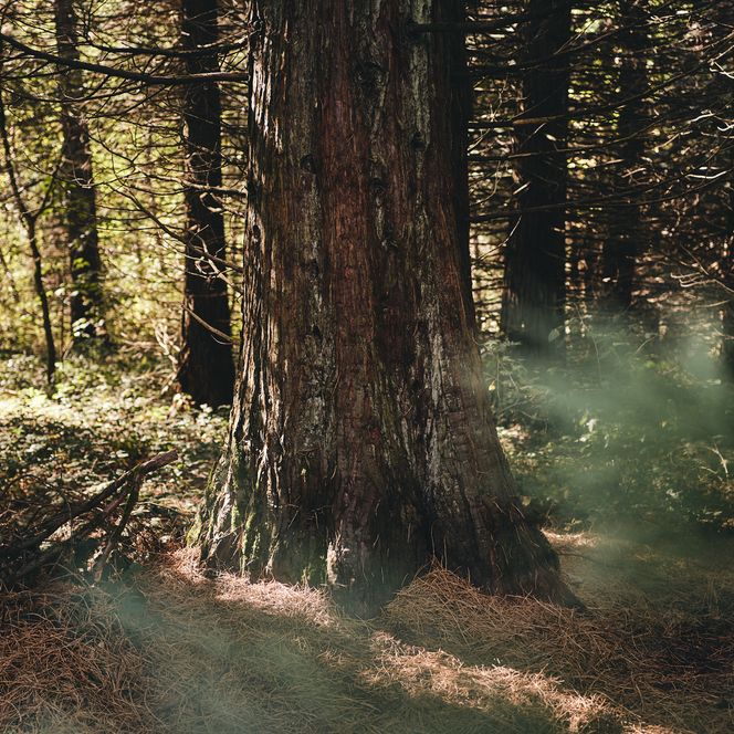 Zonnestralen in het Harz Wereldbos