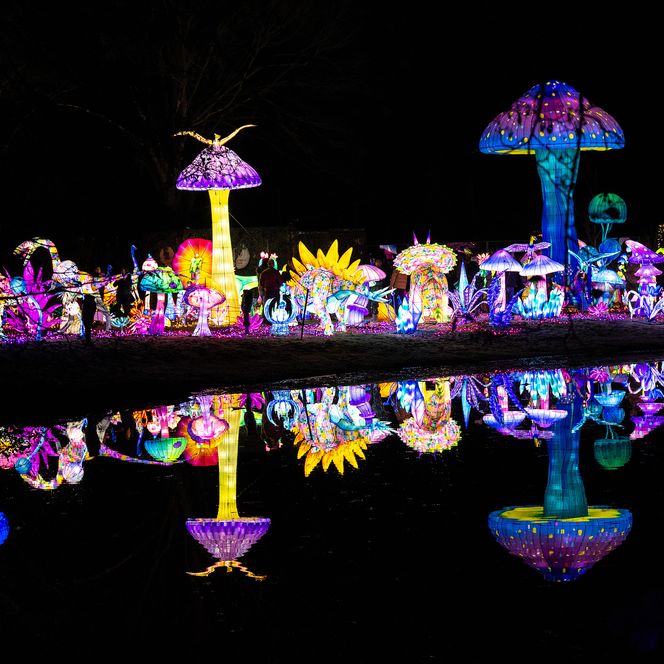 Leuchtende Pilz- und Blumenfiguren spiegeln sich bunt im Wasser beim Lichterfestival im Serengeti Park.