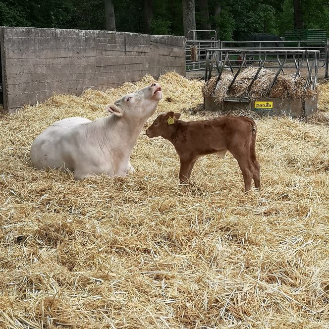 Tiere auf dem Ennenhof 