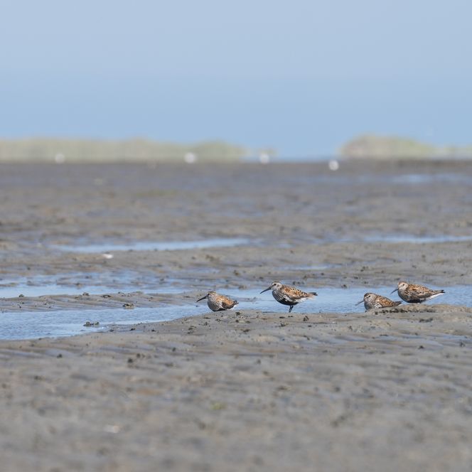 Zugvögel im Wattenmeer