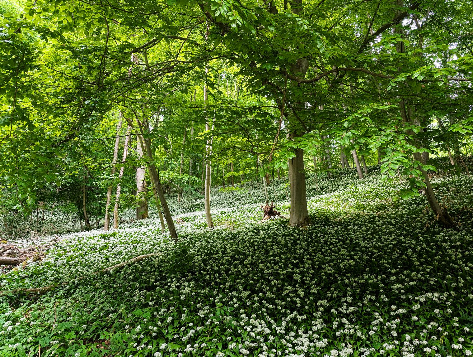 Der Ith im Frühling mit einem Teppich aus weiß blühendem Bärlauch.