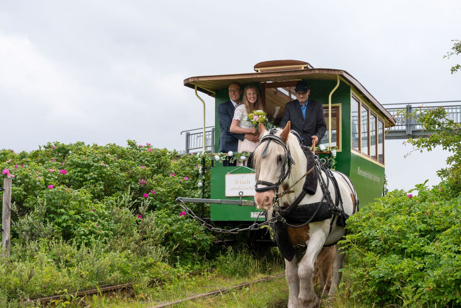 Brautpaar in grüner Pferdebahn zwischen blühenden Dünenrosen auf Spiekeroog.