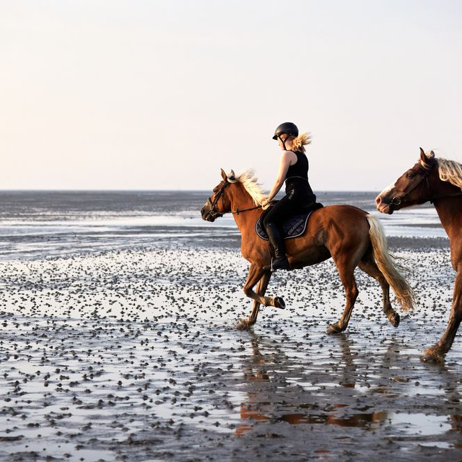 Reiten im Watt