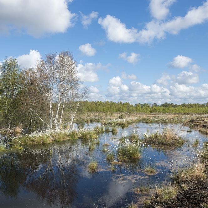 Landschaft Hahnenmoor