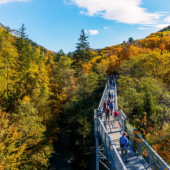 Herbst auf dem Baumwipfelpfad Harz