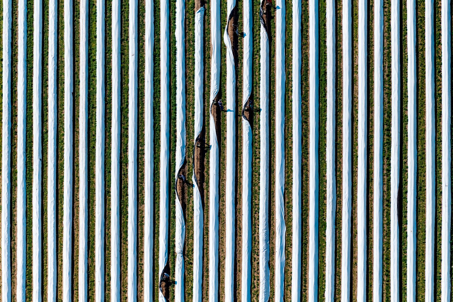 Spargelernte