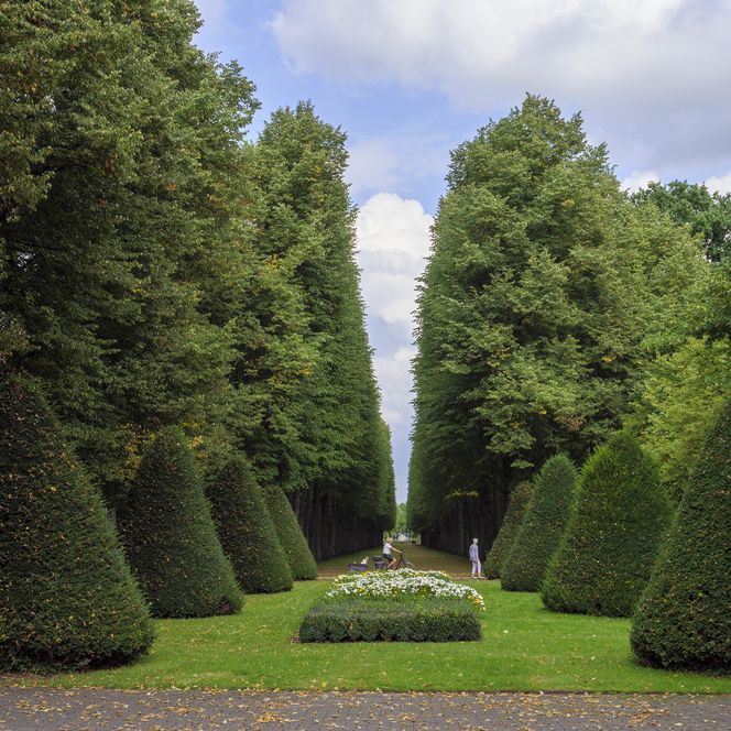 Lindenallee im Französischen Garten in Celle
