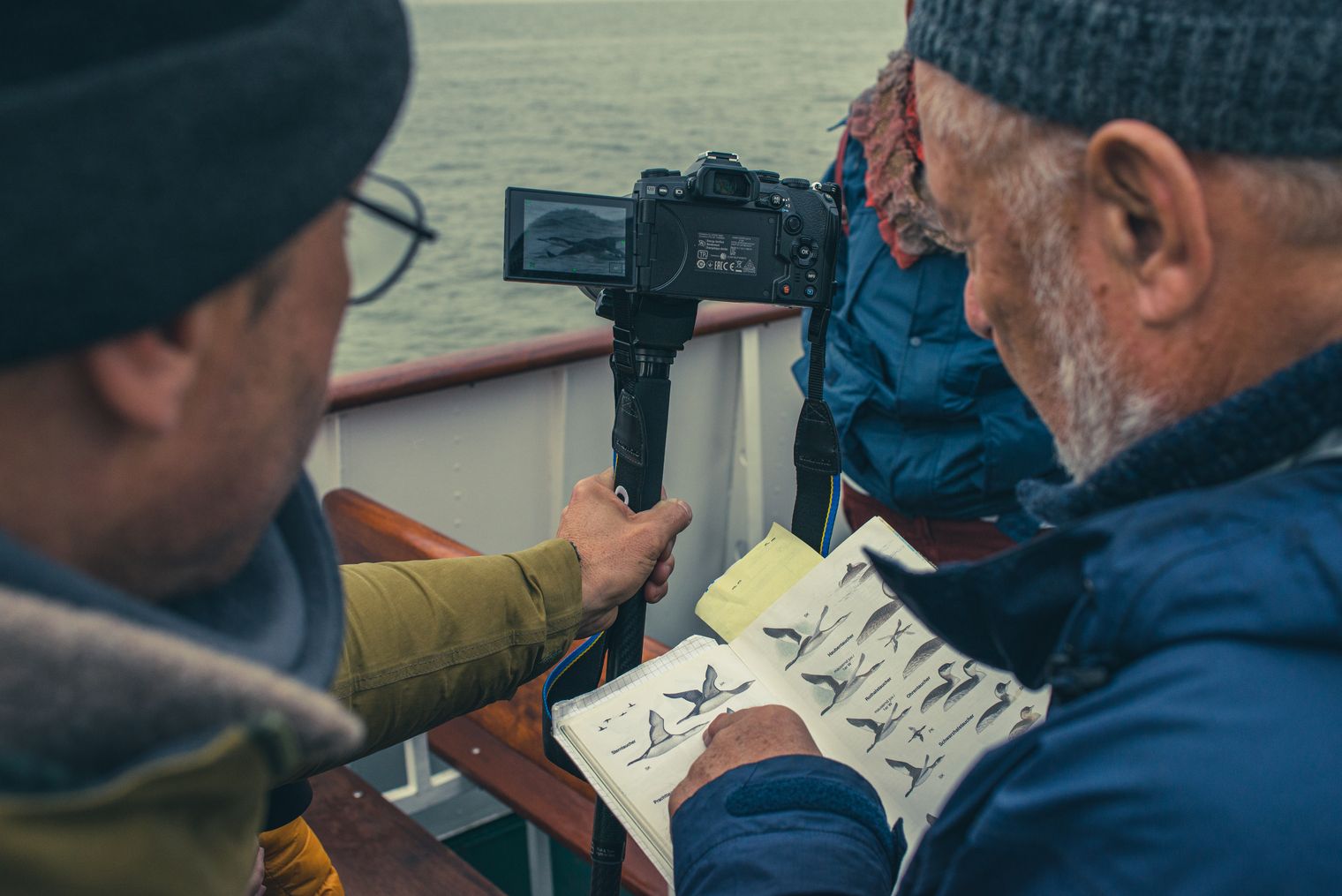 Bootstour zur Beobachtung von Zugvögeln und Wildgänsen