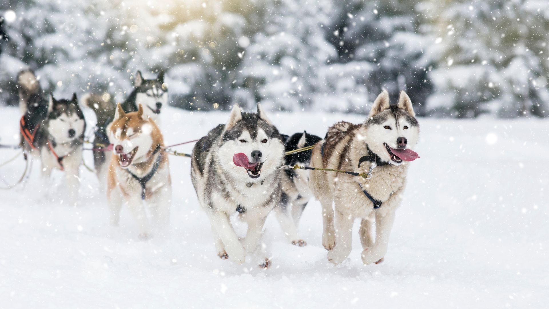 Schlittenhunde in verschneiter Landschaft