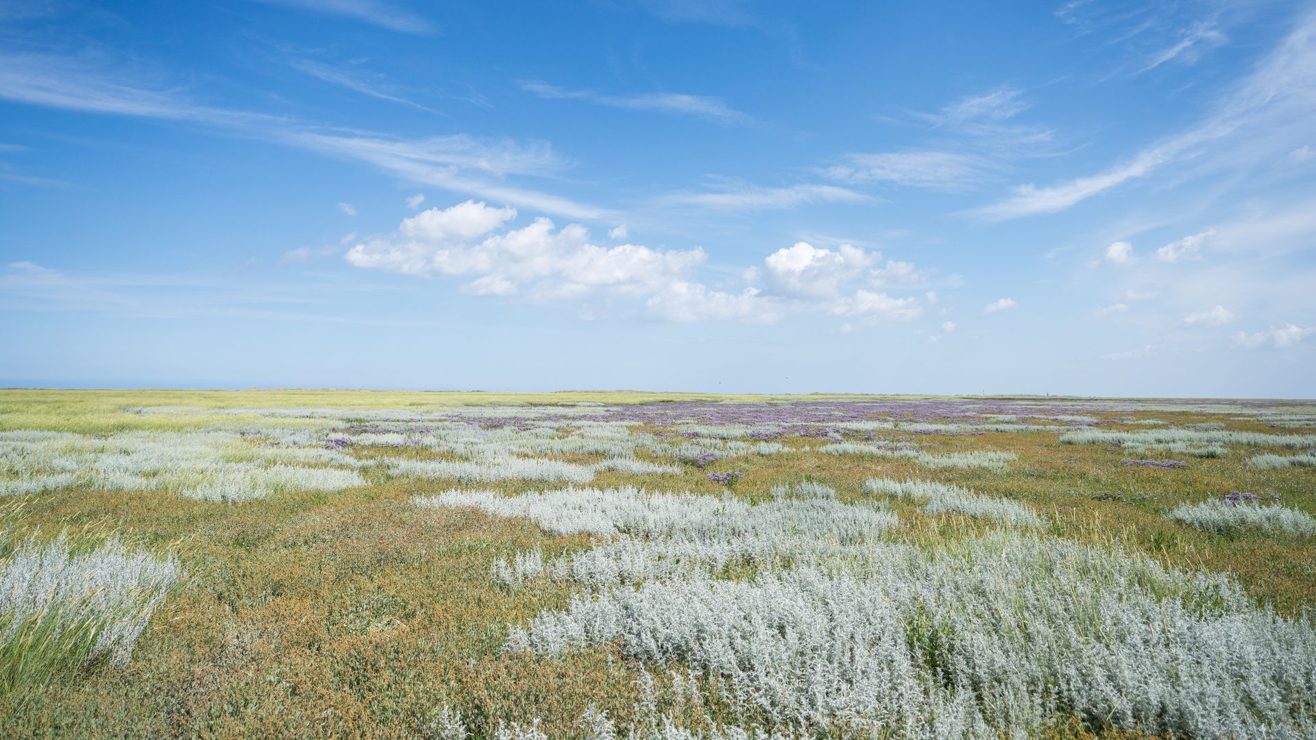 Bunte Wiese auf Spiekeroog